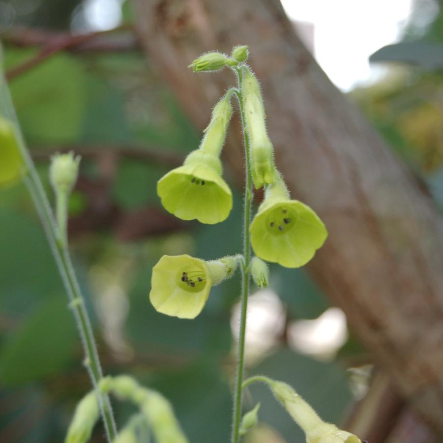 Nicotiana langsdorfii ..