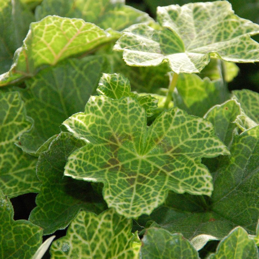 Pelargonium peltatum Crocodile