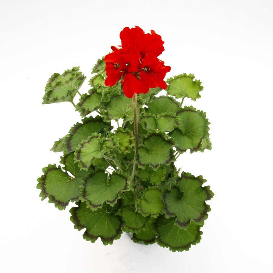 Pelargonium × hortorum Distinction