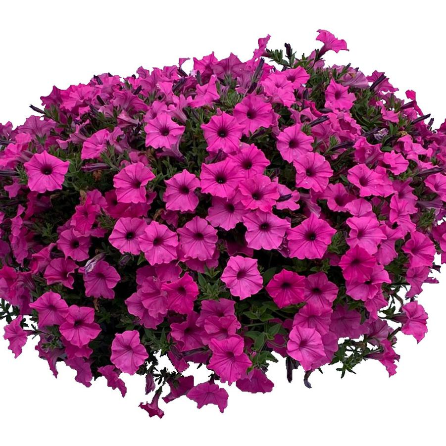 Petunia Pink Nimbus