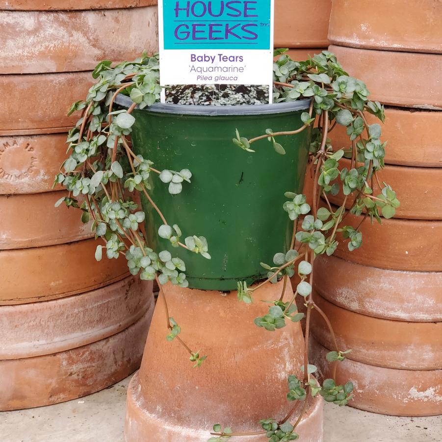 Pilea glauca 