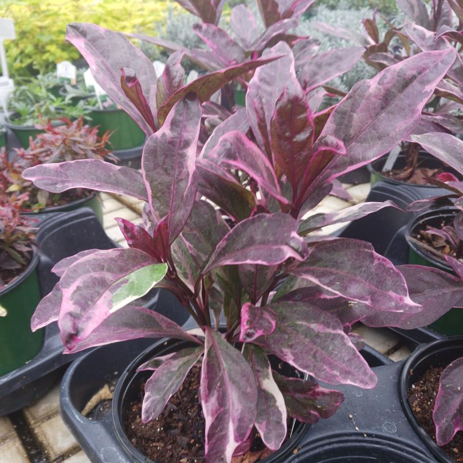 Pseuderanthemum Black Marble