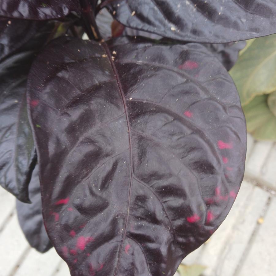 Pseuderanthemum Black Varnish