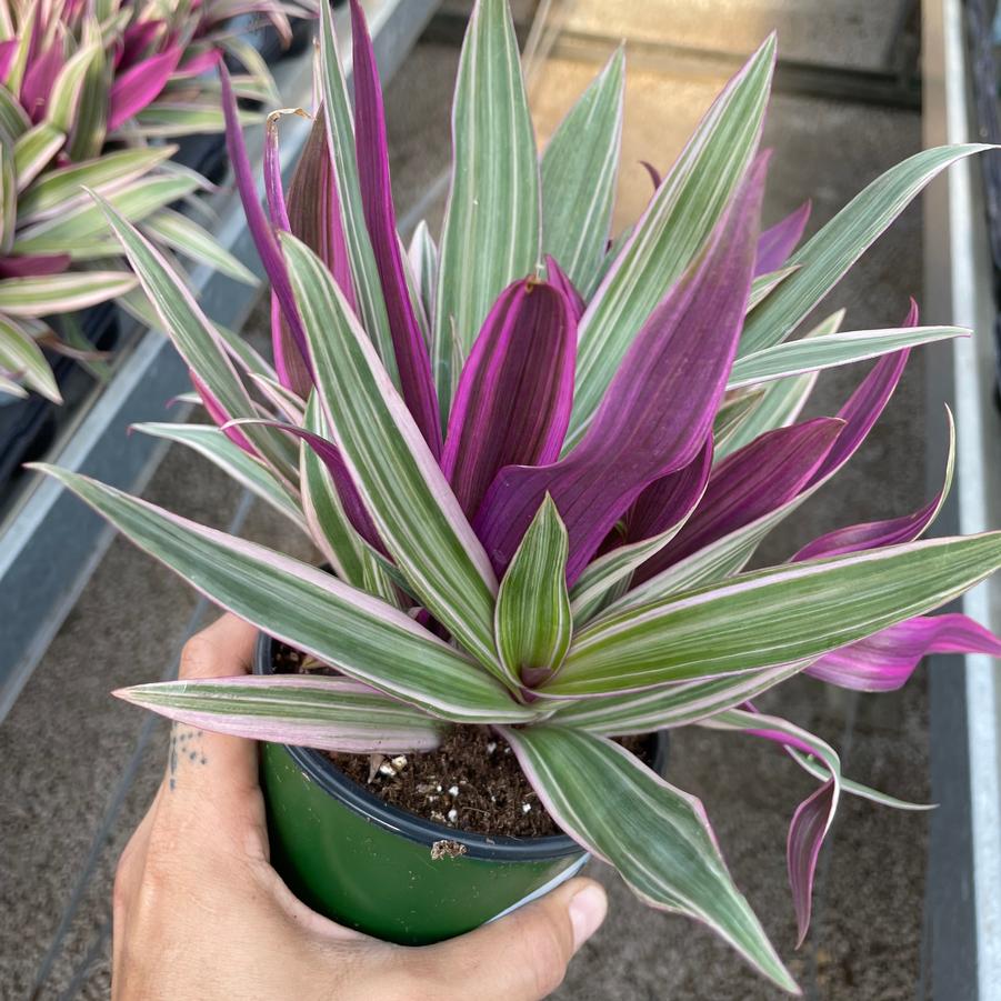 Rhoeo Tradescantia spathaea Tricolor