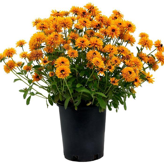 Rudbeckia Lion Cub