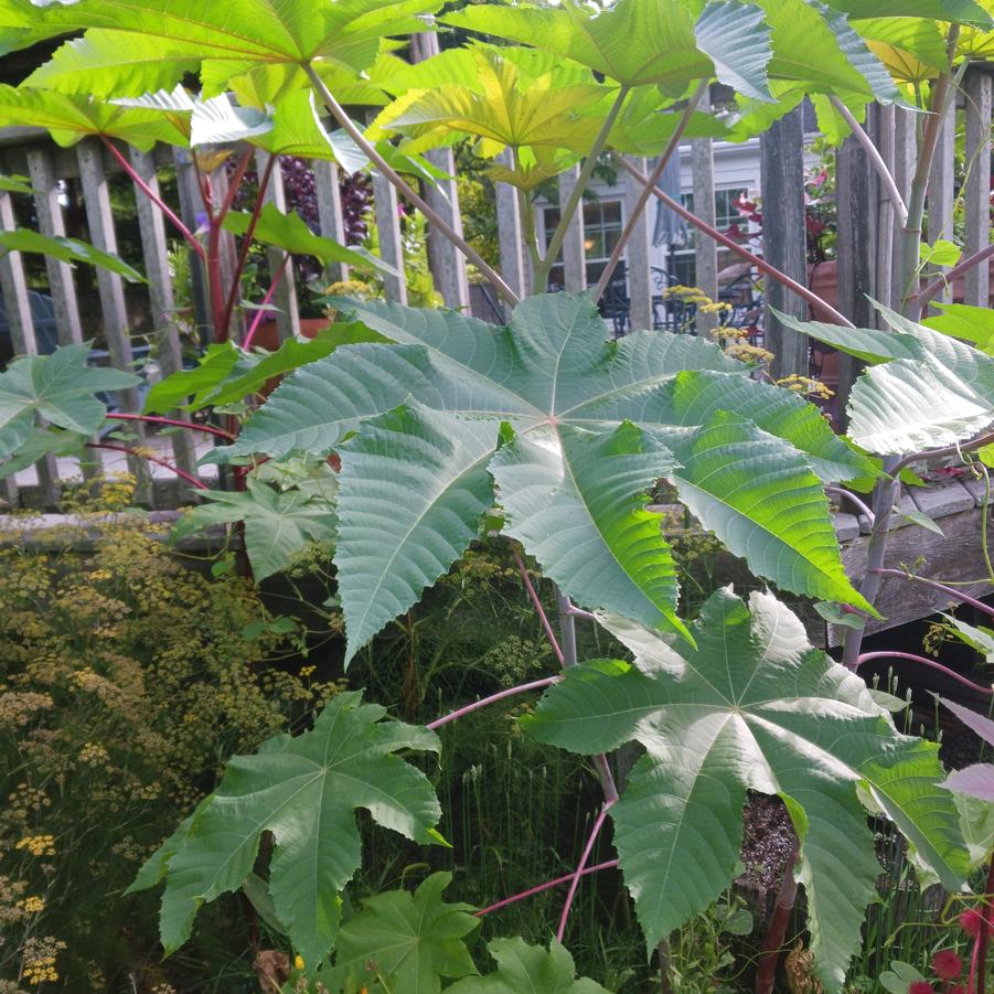 Ricinus zanzibarensis 