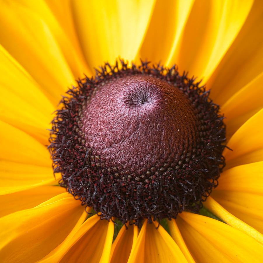 Rudbeckia hirta Claire