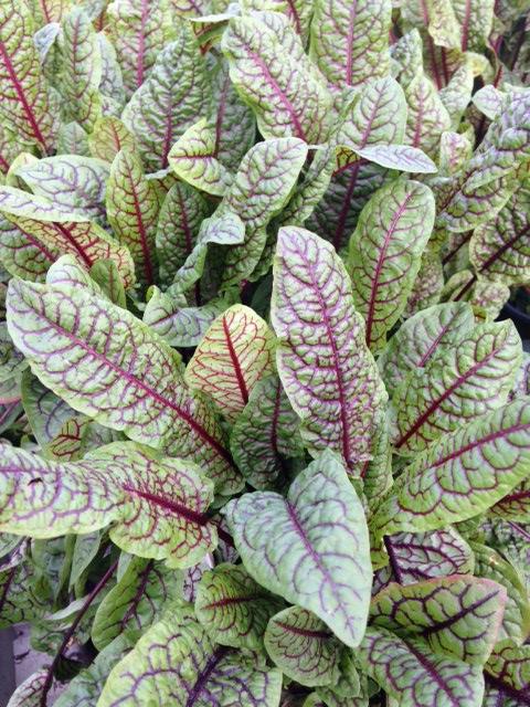 Rumex sanguineus Raspberry Dressing