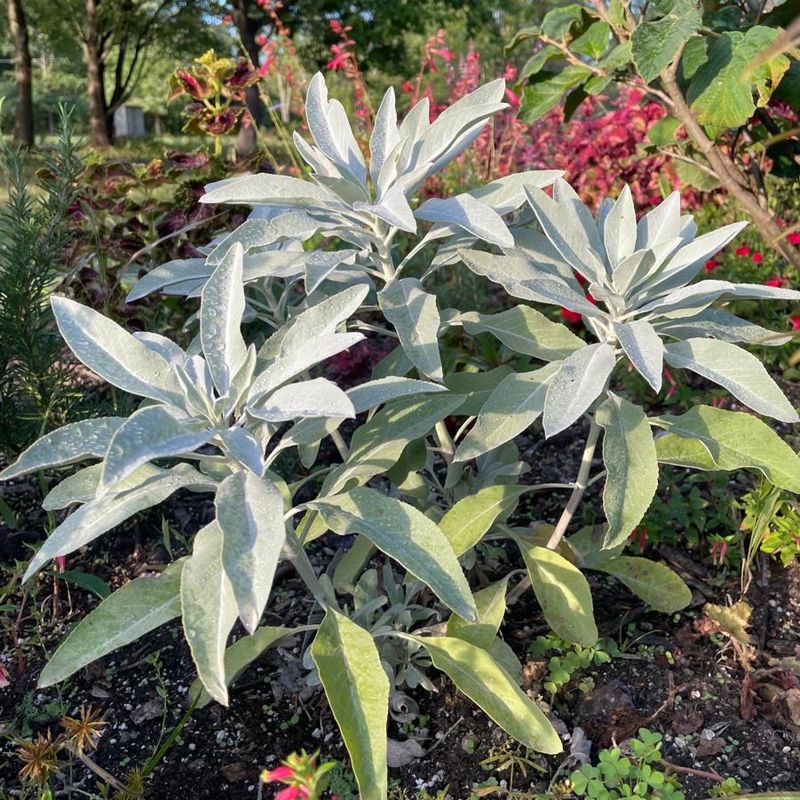 Salvia apiana 