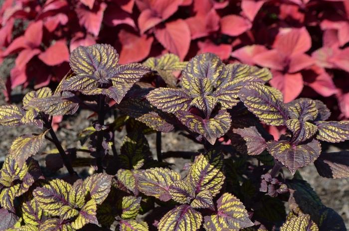 Coleus scutellarioides Fishnet Stockings