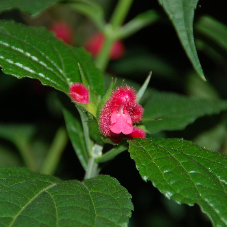 Salvia oxyphora ..