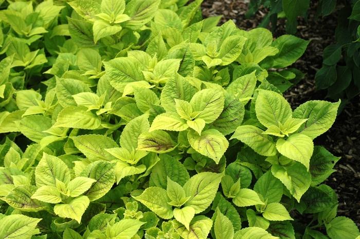 Coleus scutellarioides Gay's Delight