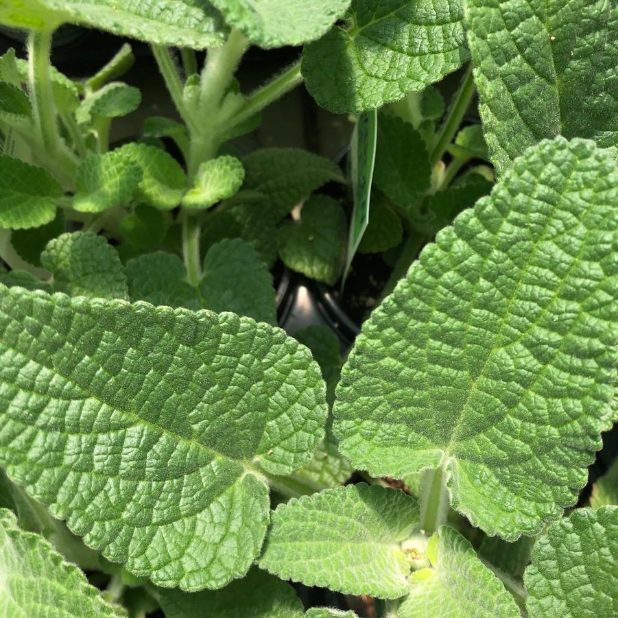 Stachys albotomentosa 