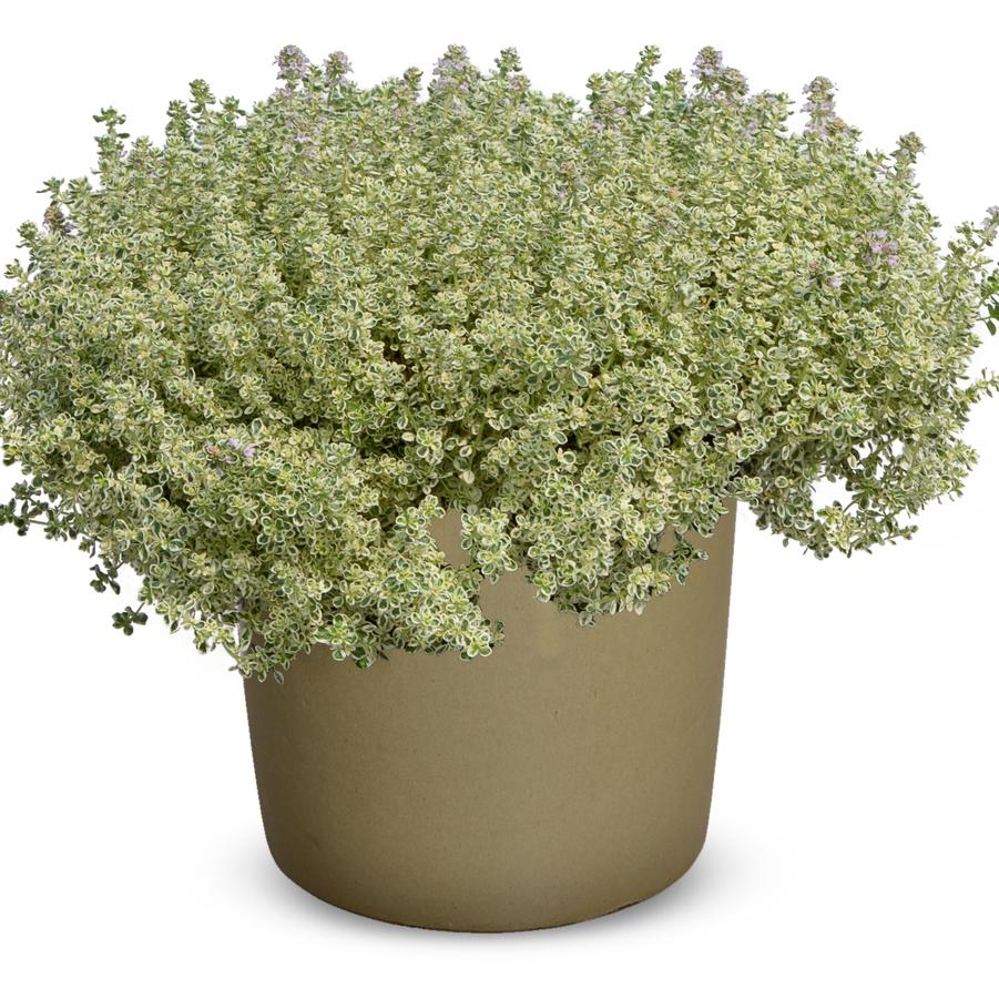 Thymus vulgaris Sparkling Bright™