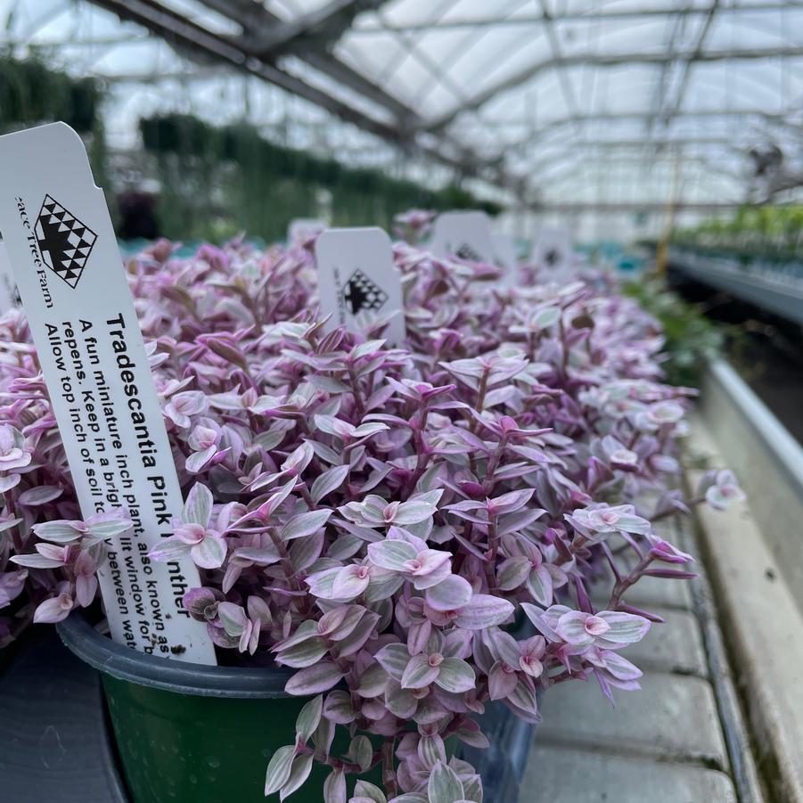 Tradescantia albiflora Pink Panther