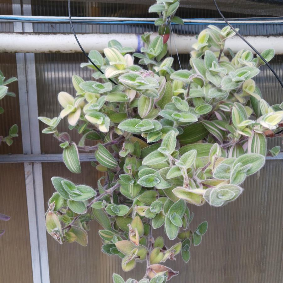 Tradescantia sillamontana Variegated