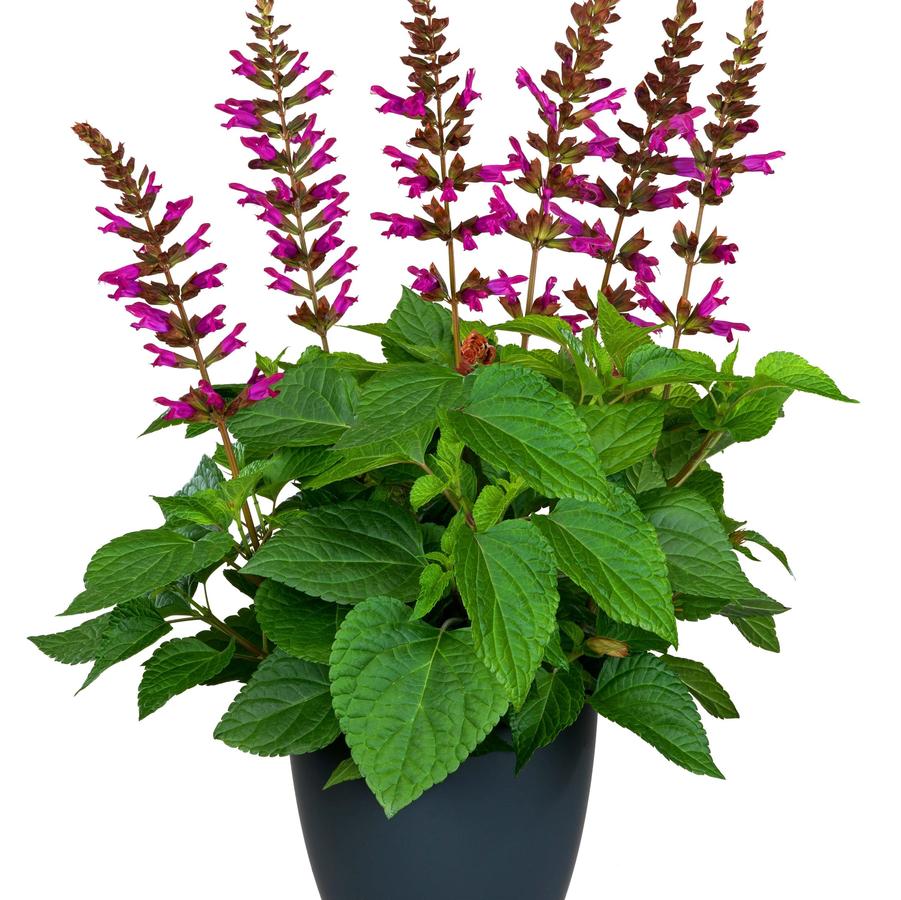 Salvia guaranitica Salgoon Lake Flamingo