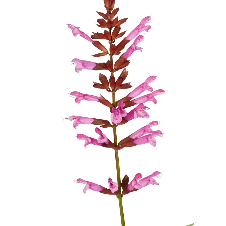 Salvia guaranitica Salgoon Lake Garda