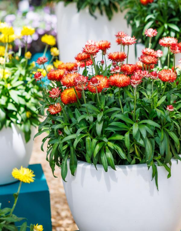 Bracteantha bracteata Granvia Orange Flame