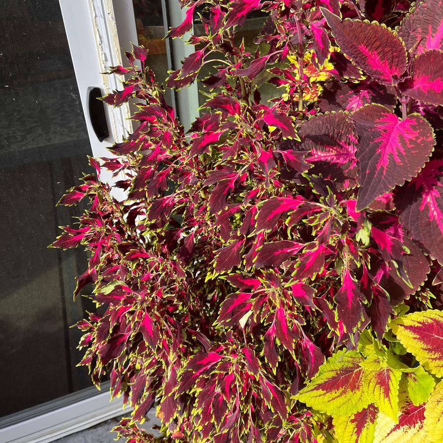 Coleus Flexi&trade; Original