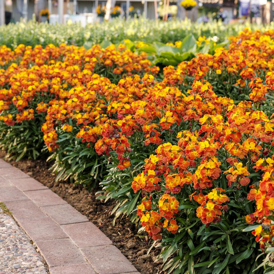 Erysimum linifolium Erysistible&trade; Fire