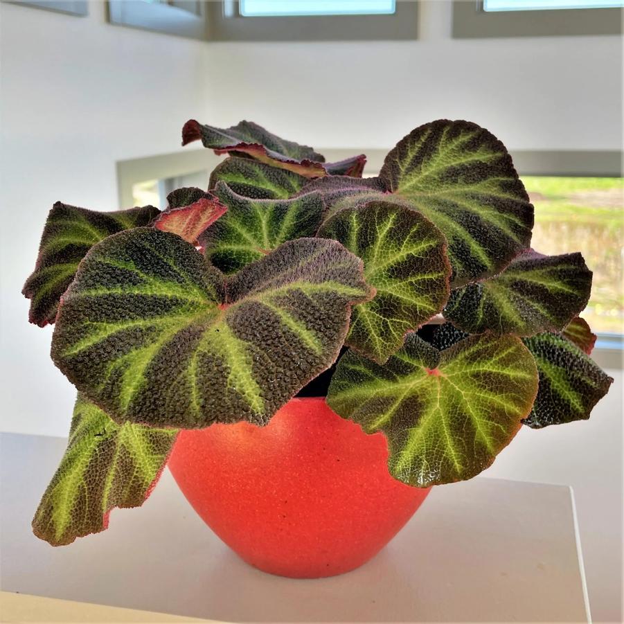 Begonia Soli Mutata