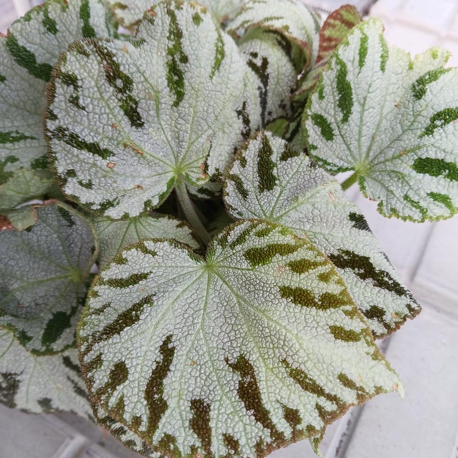 Begonia Spirit of Andaman