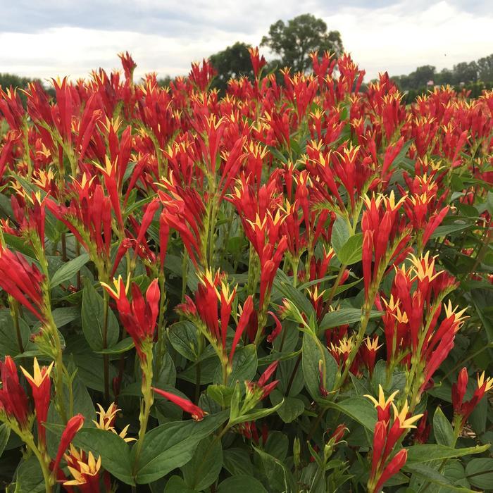Spigelia marilandica Little Redhead