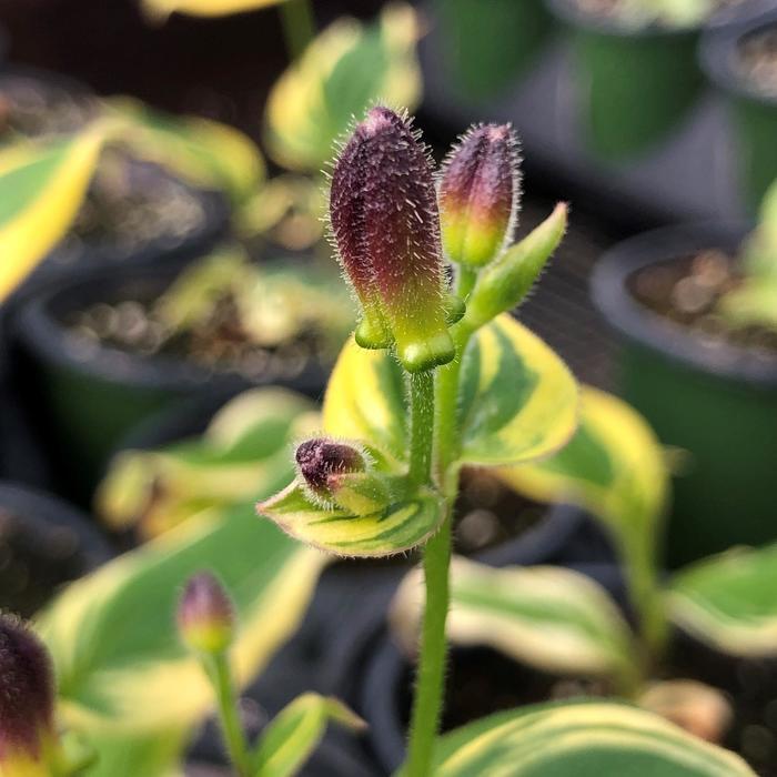 Tricyrtis formosana Ninja Star