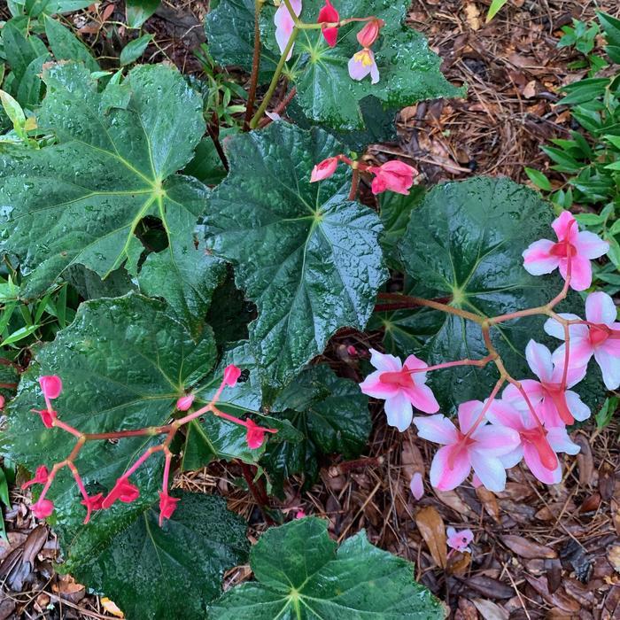 Begonia Lunar Lights&trade; Harvest Moon
