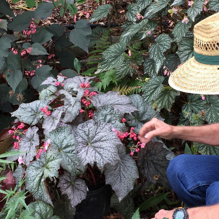 Begonia Lunar Lights&trade; Neon Moon
