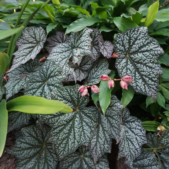 Begonia Lunar Lights&trade; Sterling Moon