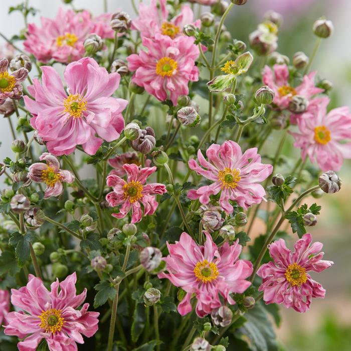 Anemone Fantasy&trade; Belle