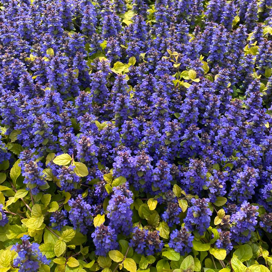 Ajuga Feathered Friends&trade; Tropical Toucan