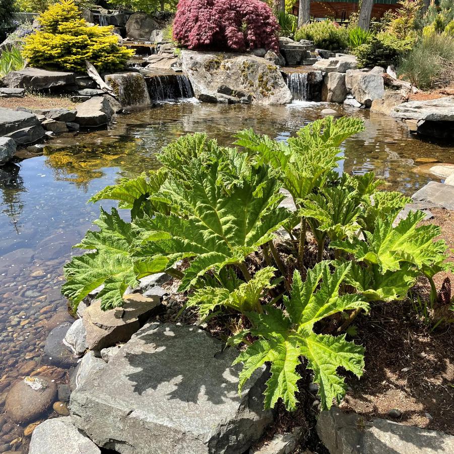 Gunnera tinctoria 