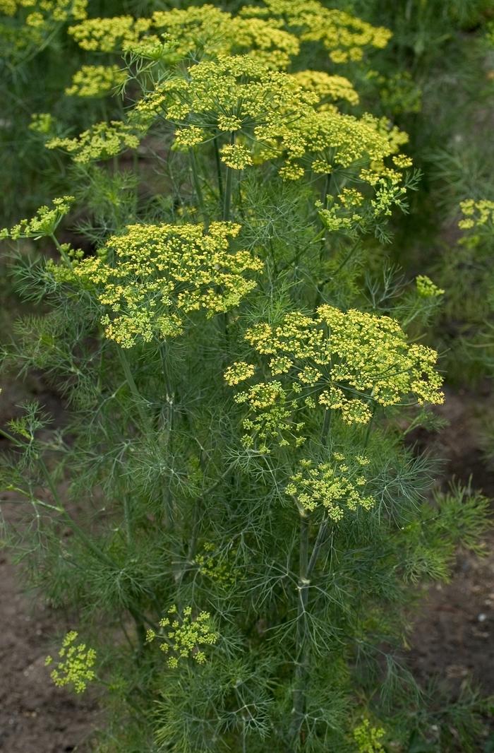 Anethum graveolens Fernleaf
