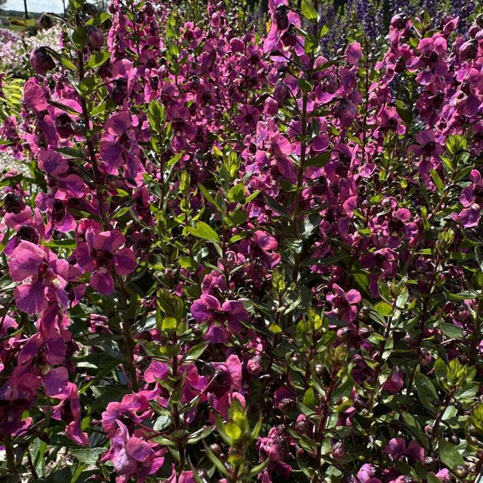 Angelonia angustifolia Guardian Angel&trade; Berry Sparkler