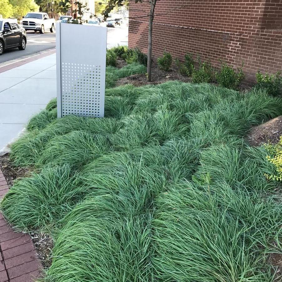 Carex flacca 