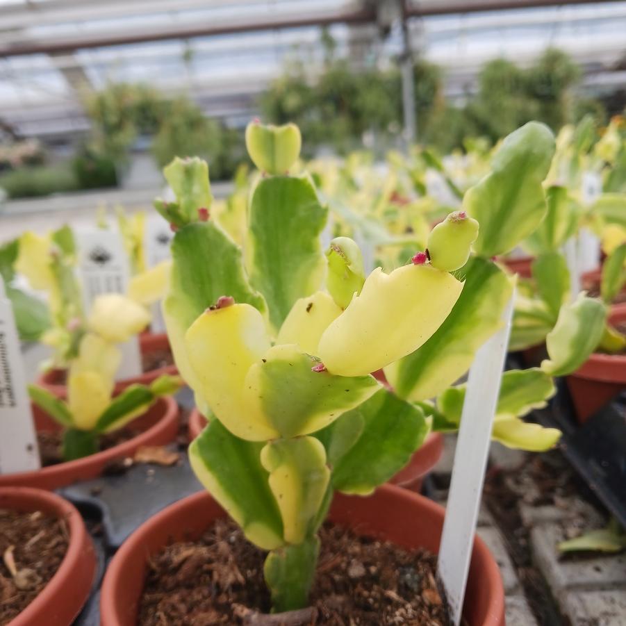 Schlumbergera variegated Red