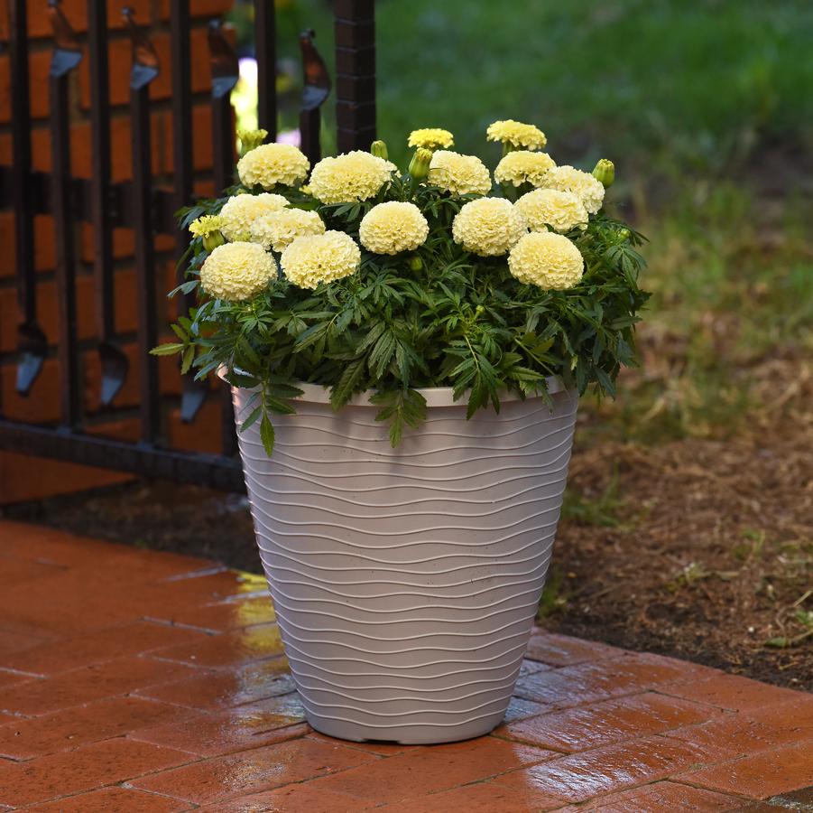 Marigold Lanna Lace 