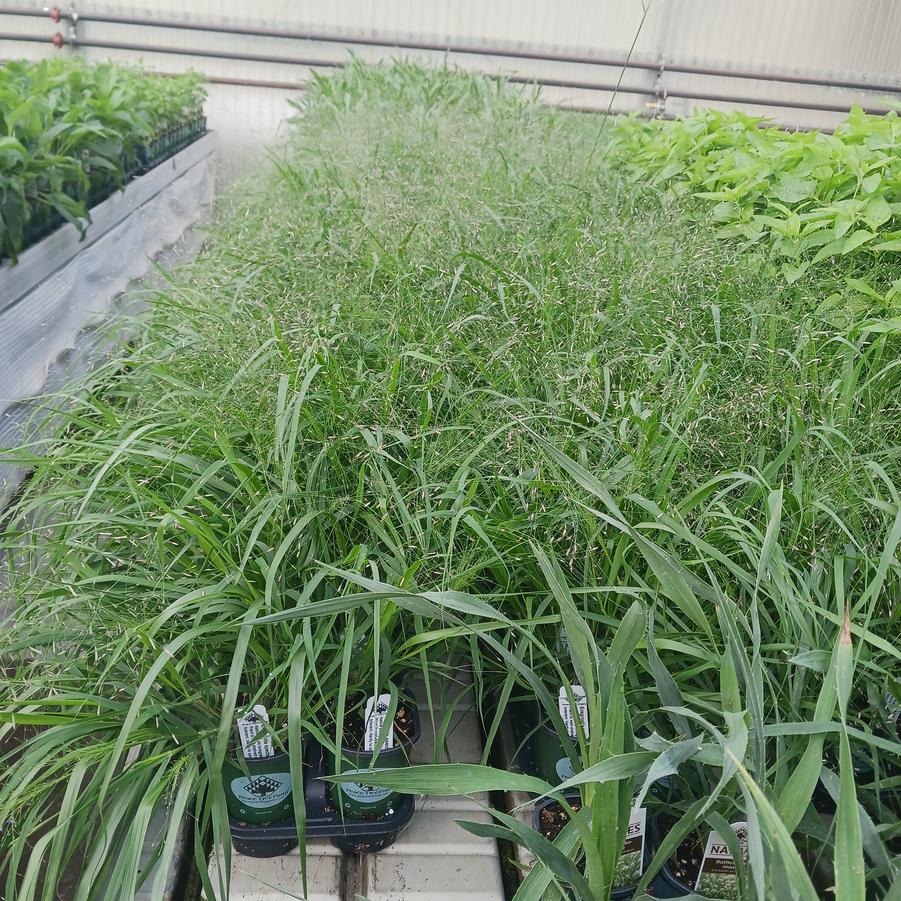 Eragrostis spectablilis 