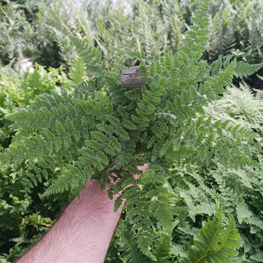 Cheilanthes lanosa 