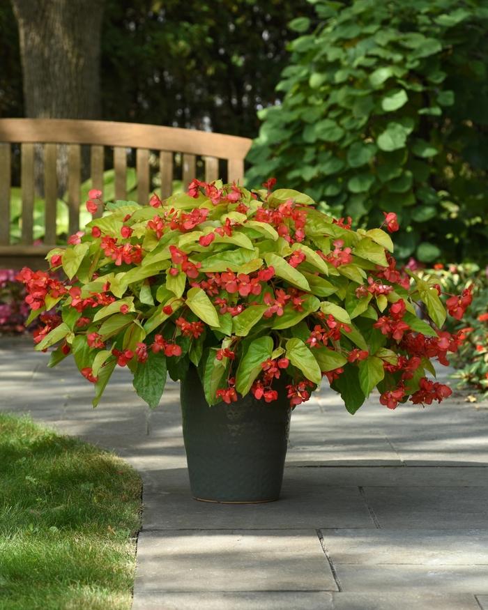 Begonia Canary Wings