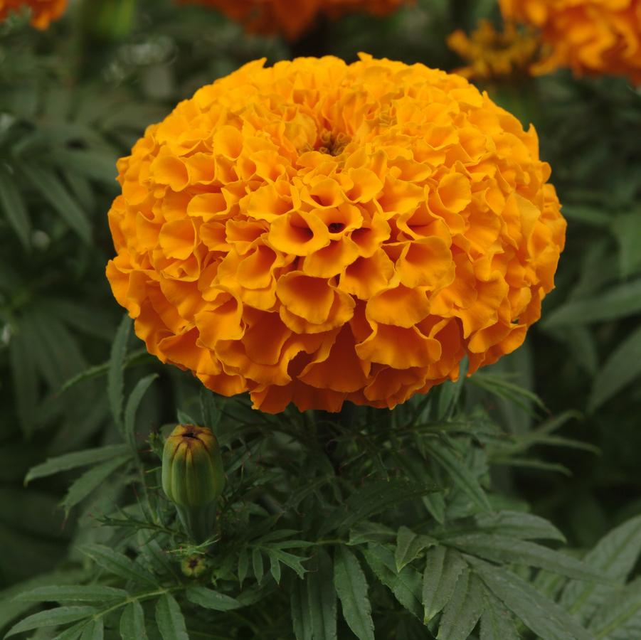 Marigold Taishan Orange