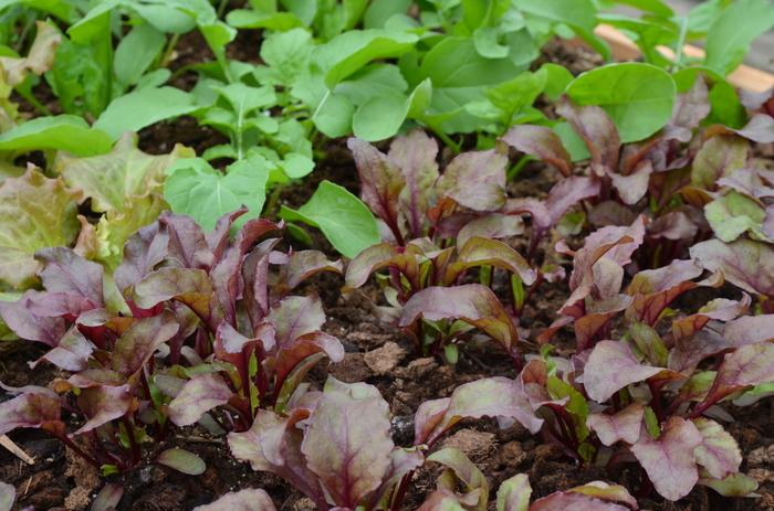 Beta vulgaris Bull's Blood