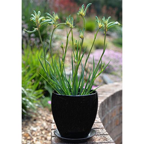 Anigozanthos Celebrations® Aussie Spirit