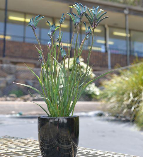 Anigozanthos Celebrations® Masquerade