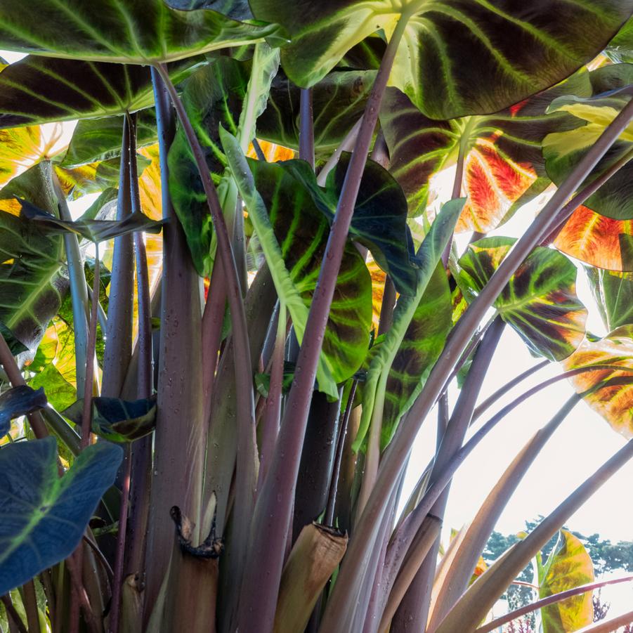 Colocasia Royal Hawaiian® Hawaii Calls