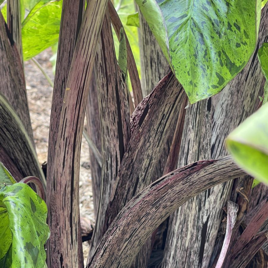 Colocasia Royal Hawaiian® Tropical Paradise