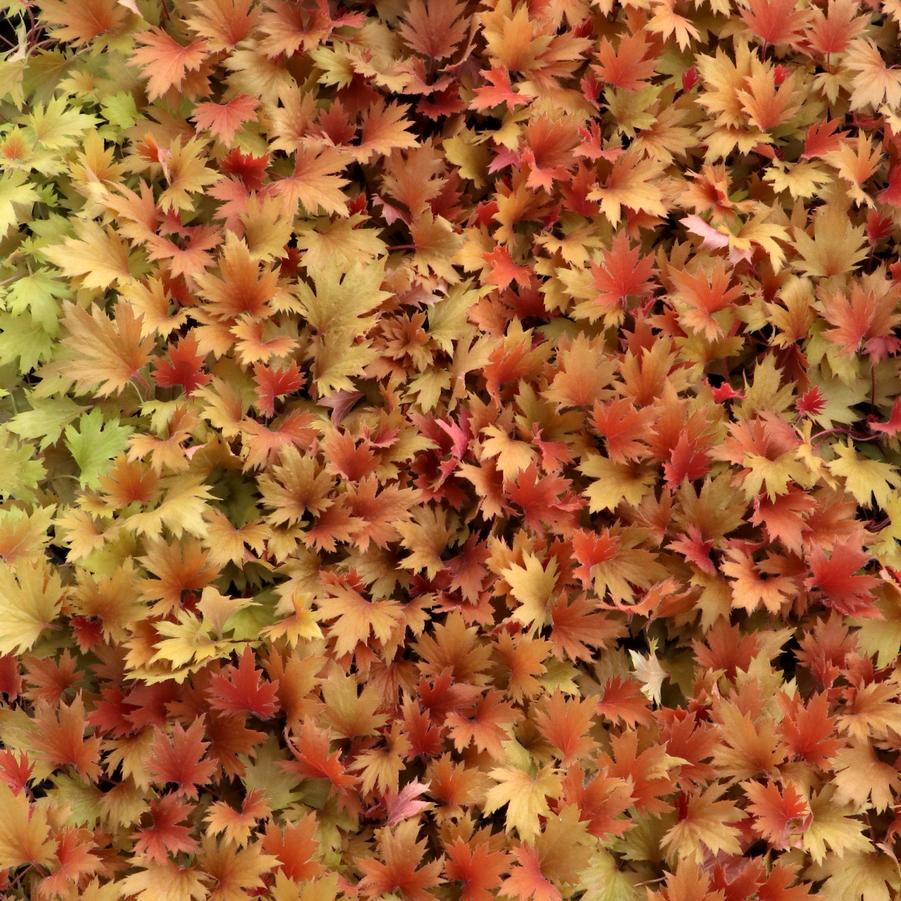 Heuchera Fyre Wing™ Amber